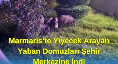 Marmaris'te Yiyecek Arayan Yaban Domuzları Şehir Merkezine İndi