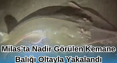 Milas’ta Nadir Görülen Kemane Balığı Oltayla Yakalandı