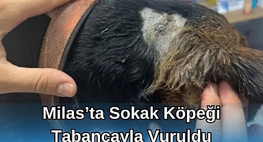 Milas’ta Sokak Köpeği Tabancayla Vuruldu