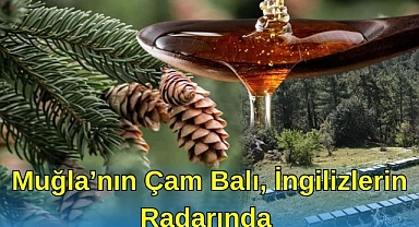 MUĞLA’NIN ÇAM BALI, İNGİLİZLERİN RADARINDA