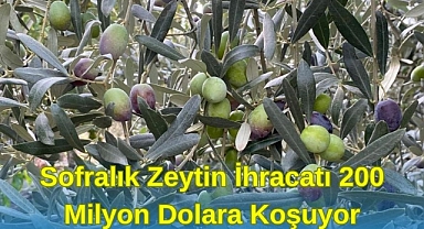 Sofralık Zeytin İhracatı 200 Milyon Dolara Koşuyor