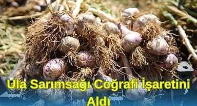ULA SARIMSAĞI COĞRAFİ İŞARETİNİ ALDI