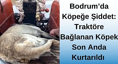 Bodrum’da Köpeğe Şiddet: Traktöre Bağlanan Köpek Son Anda Kurtarıldı