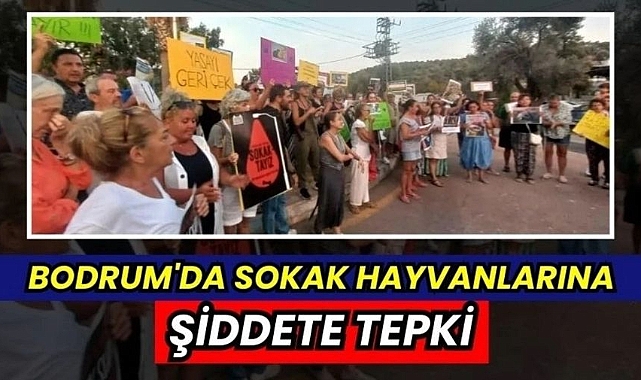 Bodrum'da Sokak Hayvanlarına Şiddete Tepki