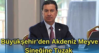 Büyükşehir’den Akdeniz Meyve Sineği’ne Tuzak