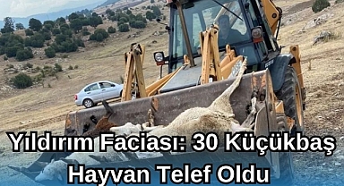 Yıldırım Faciası: 30 Küçükbaş Hayvan Telef Oldu