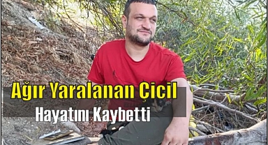 Ağır Yaralanan Çicil Hayatını Kaybetti