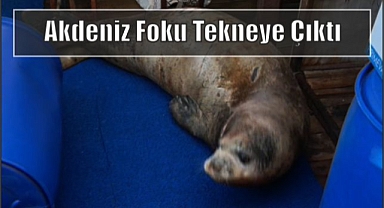 Akdeniz Foku tekneye Çıktı