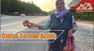 Çıntar Sezonu Açıldı