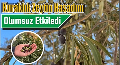 Kuraklık zeytin hasadını olumsuz etkiledi