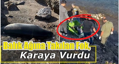 Balık Ağına Takılan Fok, Karaya Vurdu