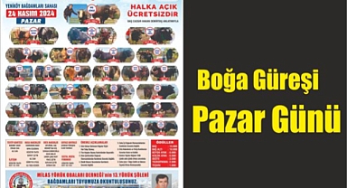 Boğa Güreşi Pazar Günü