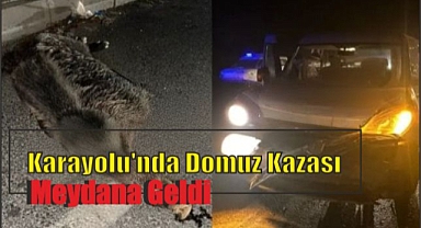 Karayolu’nda Domuz Kazası Meydana Geldi