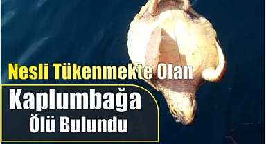 Nesli Tükenmekte Olan Kaplumbağa Ölü Bulundu
