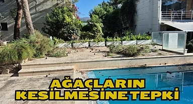 Ağaçların Kesilmesine Tepki
