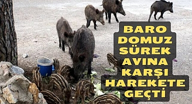 BARO DOMUZ SÜREK AVINA KARŞI HAREKETE GEÇTİ