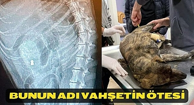 Bunun adı vahşetin ötesi