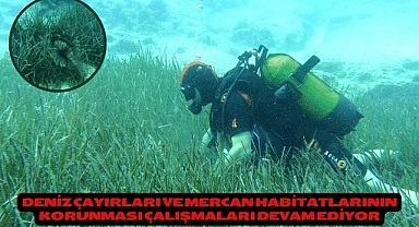 DENİZ ÇAYIRLARI VE MERCAN HABİTATLARININ KORUNMASI ÇALIŞMALARI DEVAM EDİYOR