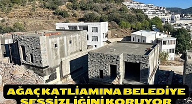 Ağaç Katliamına Belediye Sessizliğini Koruyor
