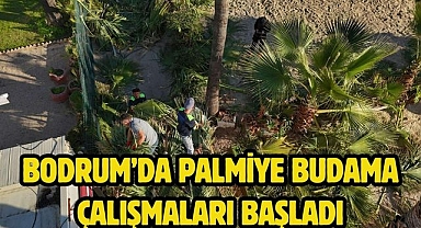 Bodrum’da Palmiye Budama Çalışmaları Başladı 