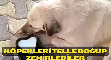 Köpekleri telle boğup zehirlediler