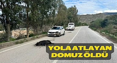 Yola atlayan Domuz Öldü 