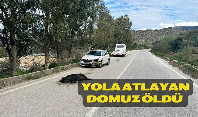 Yola atlayan Domuz Öldü
