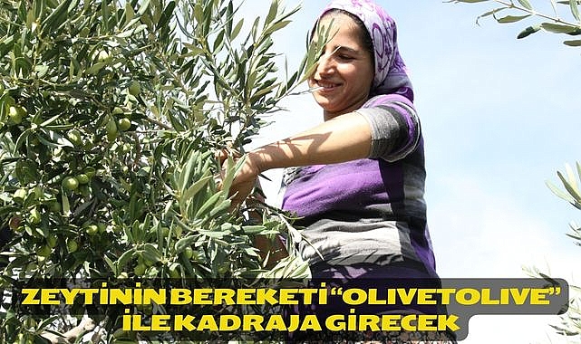 Zeytinin bereketi “OLIVEtoLIVE” ile kadraja girecek