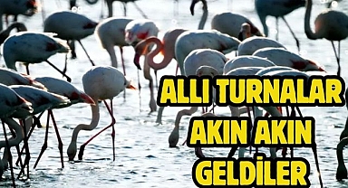 Allı turnalar akın akın geldiler