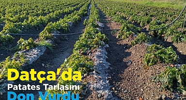 Datça'da Patates Tarlasını Don Vurdu 