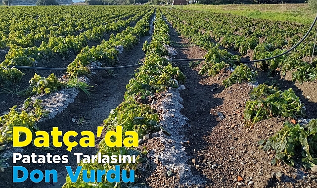 Datça'da Patates Tarlasını Don Vurdu