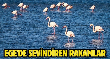 Ege'de sevindiren rakamlar