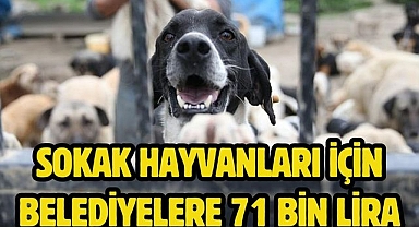 Sokak hayvanları için Belediyelere 71 bin lira ceza
