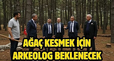 Ağaç kesmek için arkeolog beklenecek