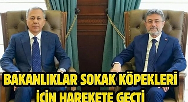 Bakanlıklar sokak köpekleri için harekete geçti