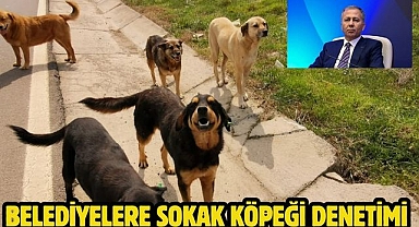 Belediyelere sokak köpeği denetimi