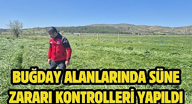 Buğday Alanlarında Süne Zararı Kontrolleri Yapıldı