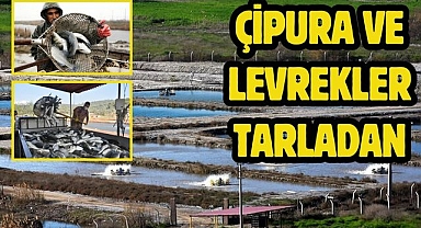 Çipura ve levrekler tarladan