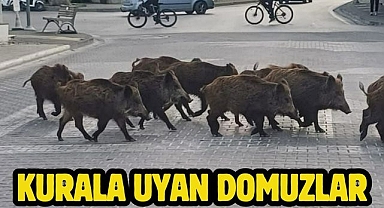 Kurala Uyan Domuzlar