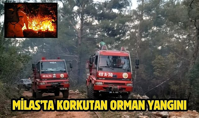 Milas'ta korkutan orman yangını