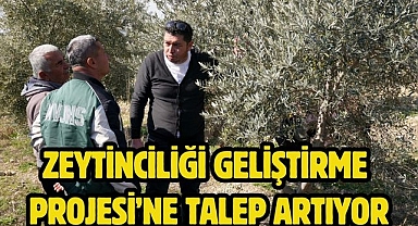 Zeytinciliği Geliştirme Projesi’ne talep artıyor