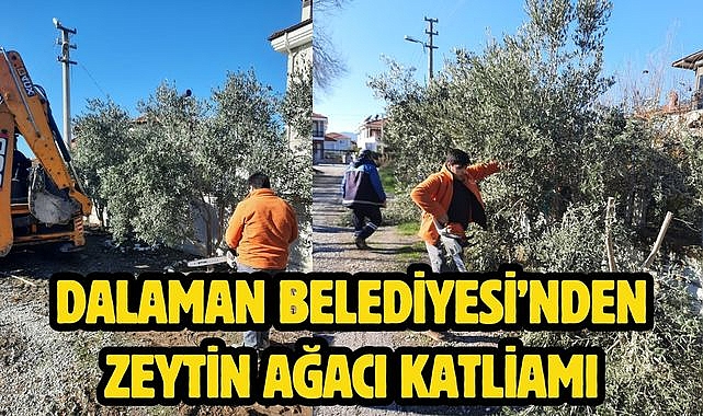 Dalaman Belediyesi'nden zeytin ağacı katliamı