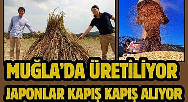 Muğla’da üretiliyor Japonlar kapış kapış alıyor