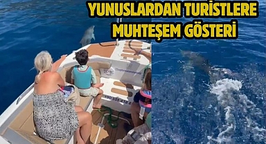 Yunuslardan Turistlere Muhteşem Gösteri