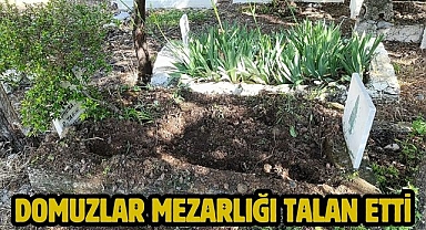 Domuzlar Mezarlığı Talan Etti