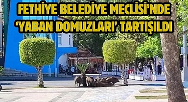 Fethiye Belediye Meclisi’nde ‘Yaban Domuzları’ Tartışıldı
