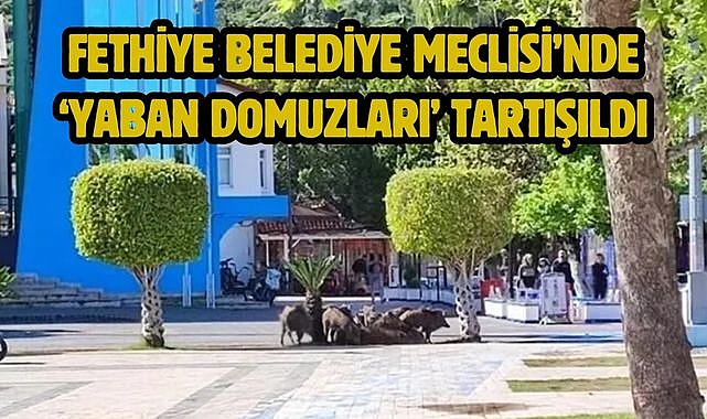 Fethiye Belediye Meclisi’nde ‘Yaban Domuzları’ Tartışıldı