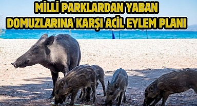 Milli Parklardan Yaban Domuzlarına Karşı Acil Eylem Planı