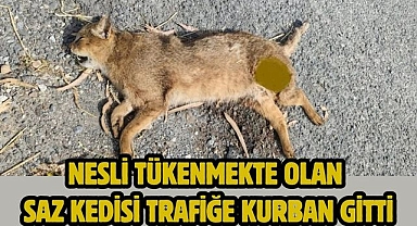 Nesli tükenmekte olan saz kedisi trafiğe kurban gitti
