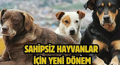 Sahipsiz Hayvanlar İçin Yeni Dönem